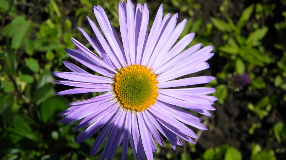 Астровые (Asteraceae)