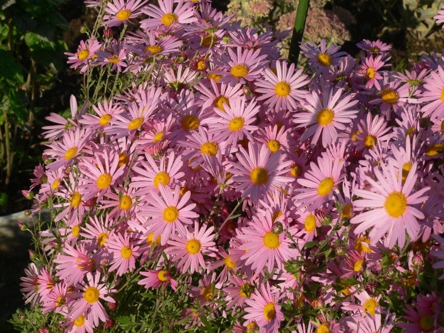 Asteraceae Сложноцветные