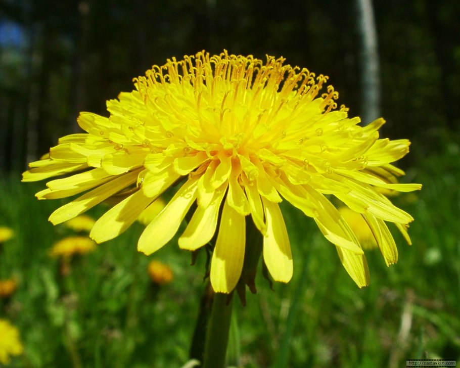 АСТРОЦВЕТНЫЕ Астровые