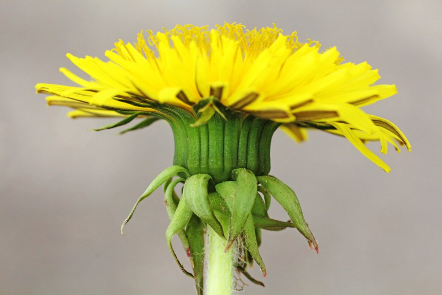 Учебник цветок рассказ в картинках