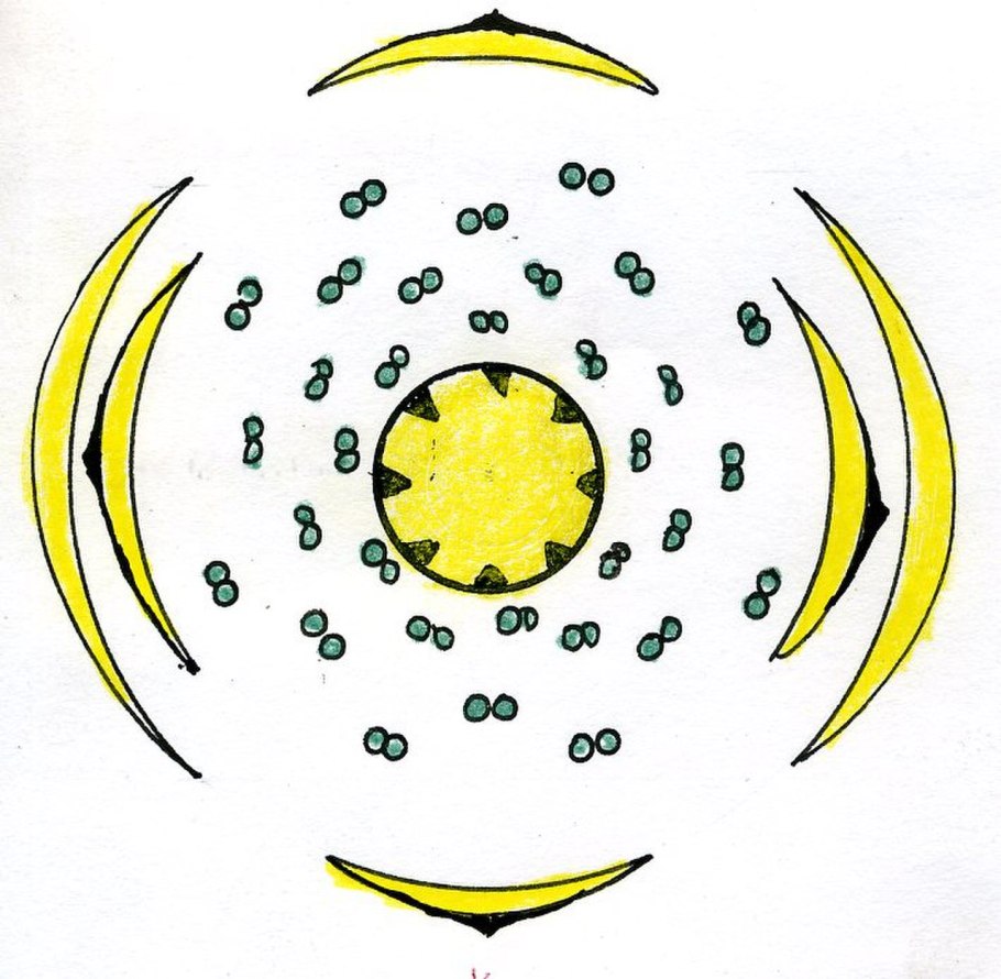 Asteraceae Сложноцветные