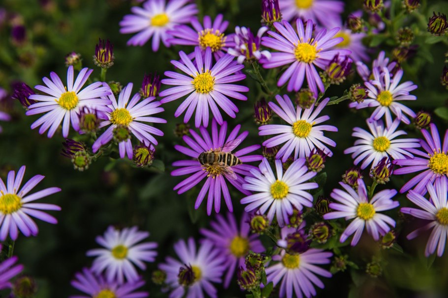 Астра Ромашковая. Aster amellus