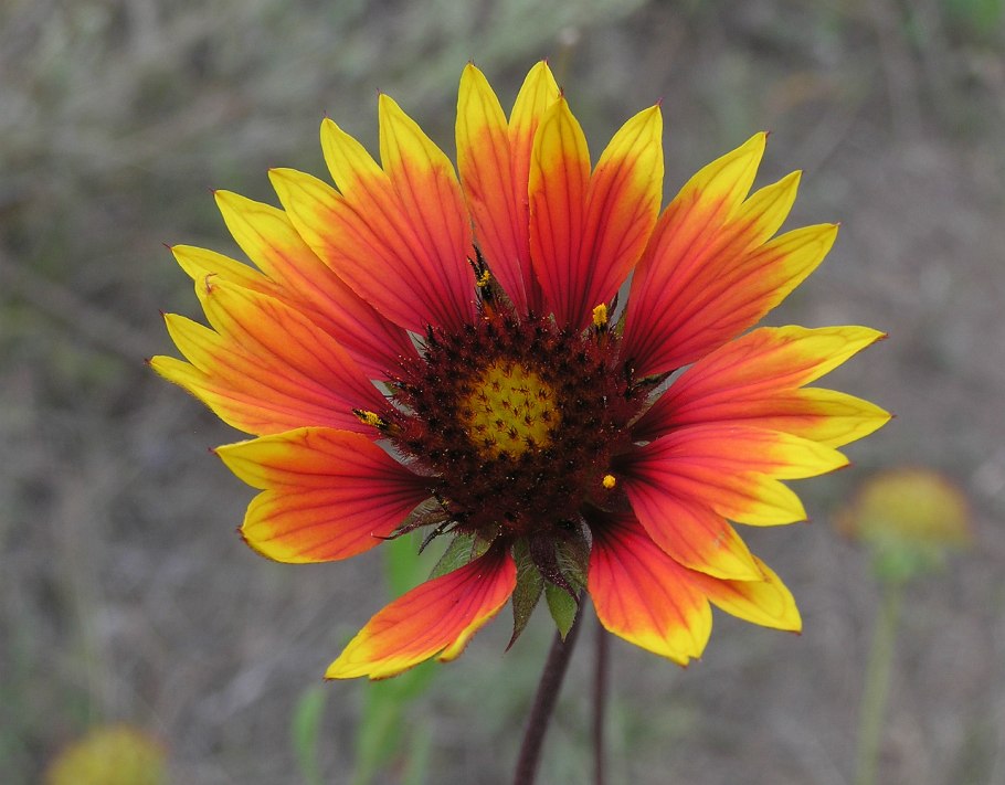 Перечислите органы цветковых растений