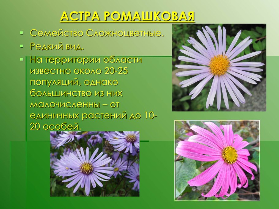 Сложноцветные Астровые растения