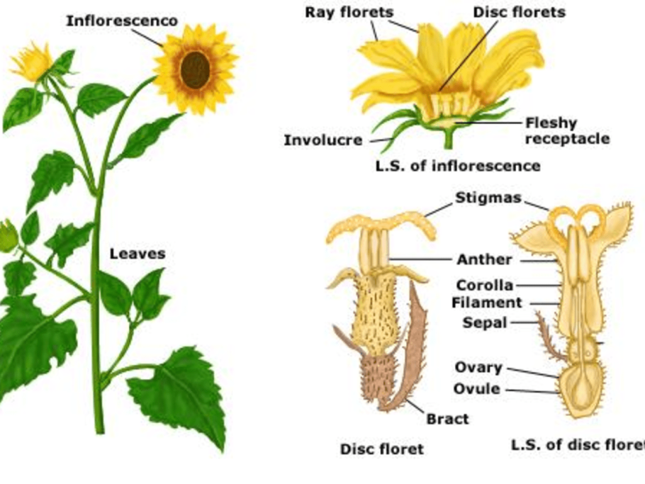 Строение подсолнуха