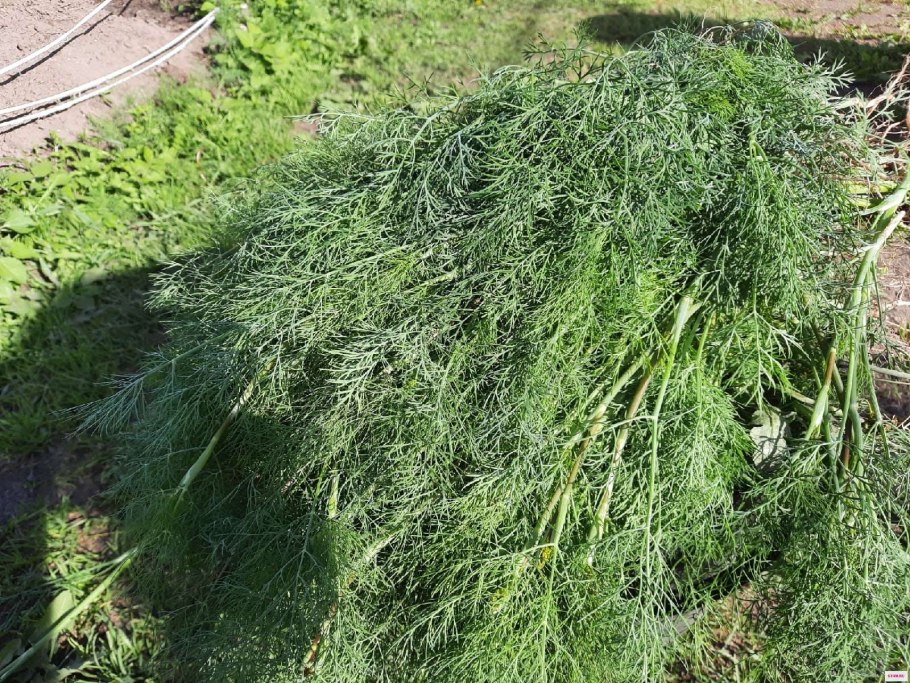 Укроп Аврора отзывы