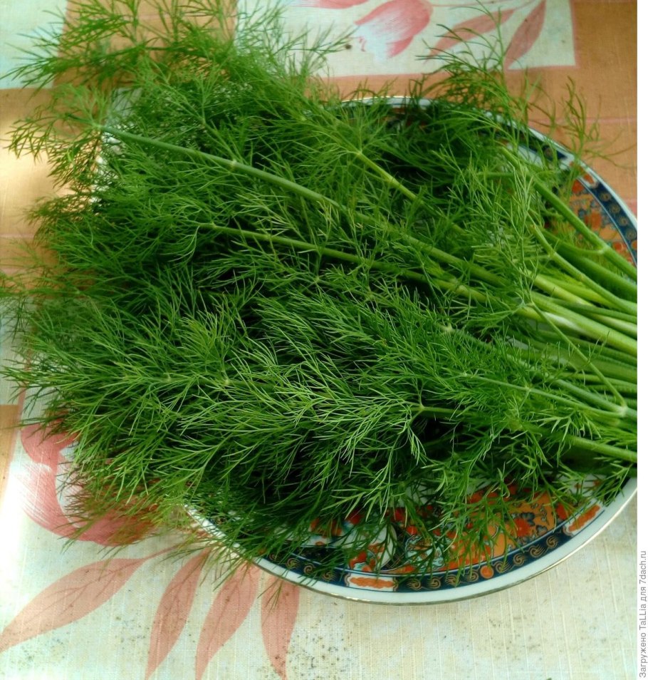 Укроп Грибовский