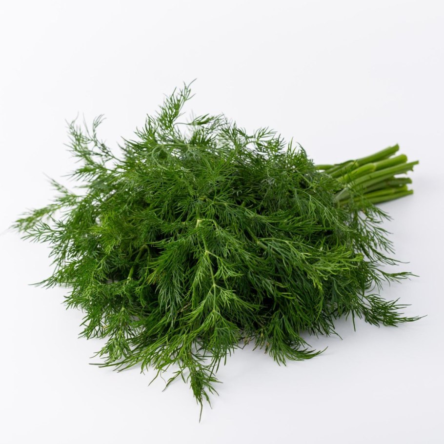 Укроп Геркулес