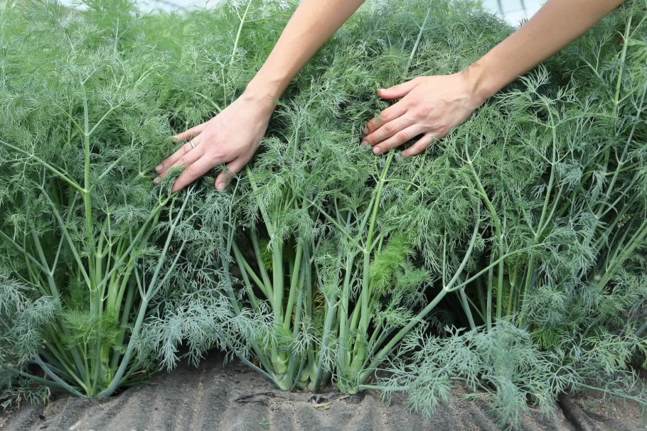 Семена укроп Кибрай 1 гр