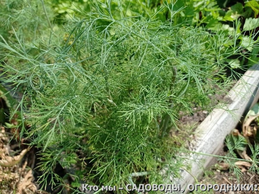 Вологодские кружева логотип