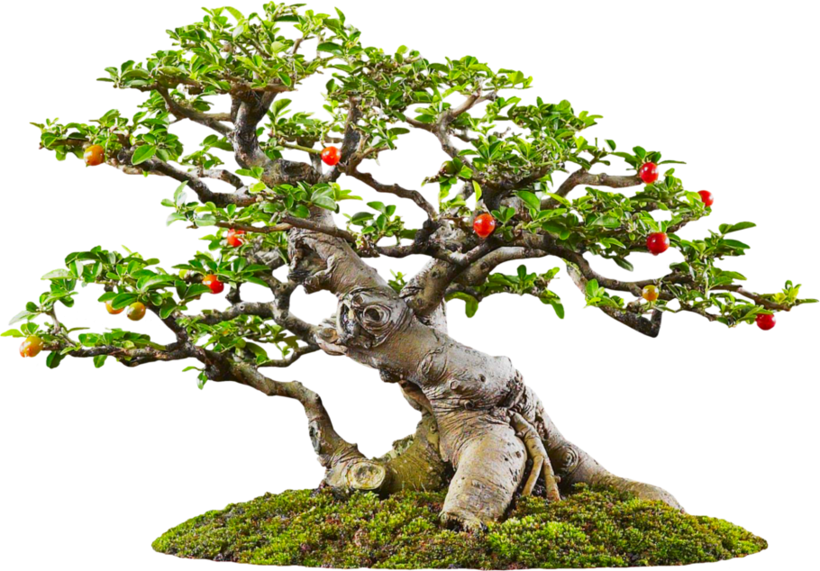 Японская сосна бонсай