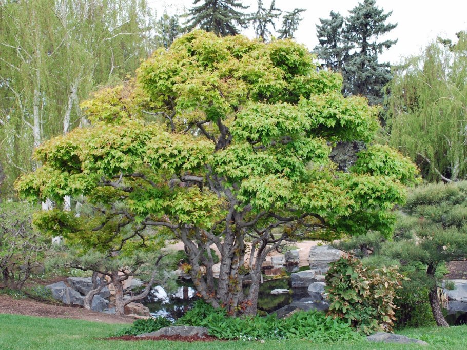 Декоративный клён Гиннала