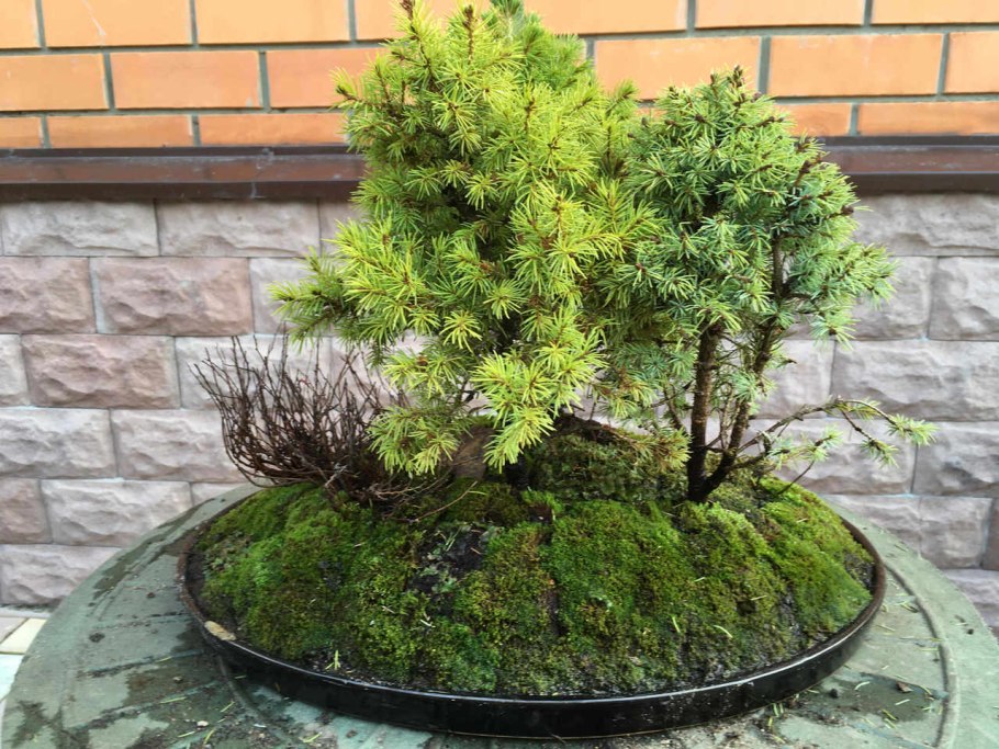 Композиция Forest 8