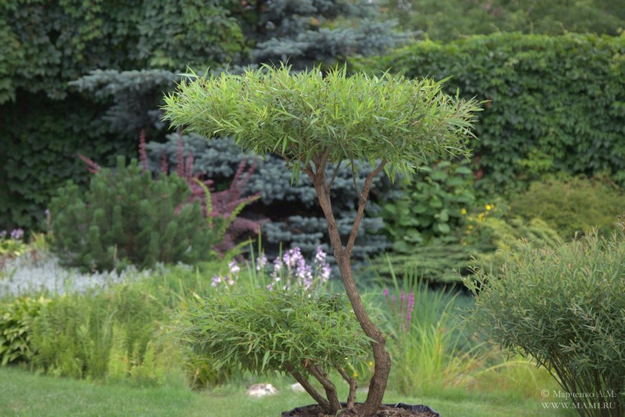 Кустарник Банзай