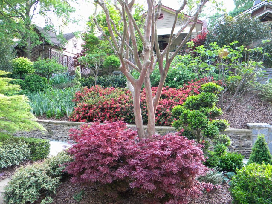 Раскидистый кустарник для сада