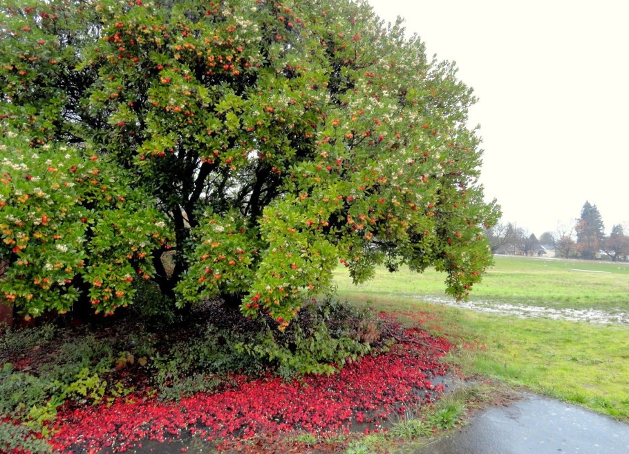 Бирючина штамбовая