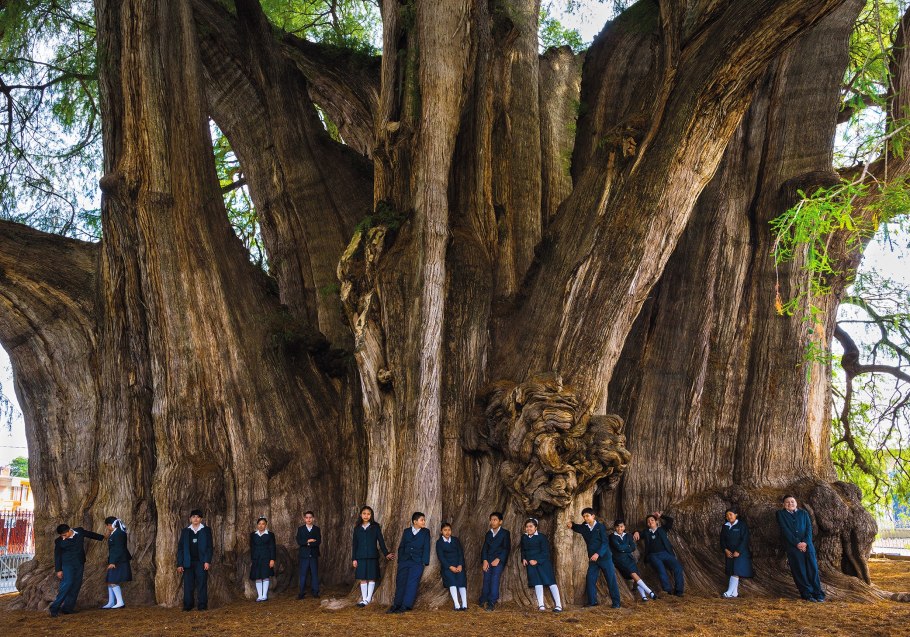 Секвойя вечнозелёная Sequoia sempervirens