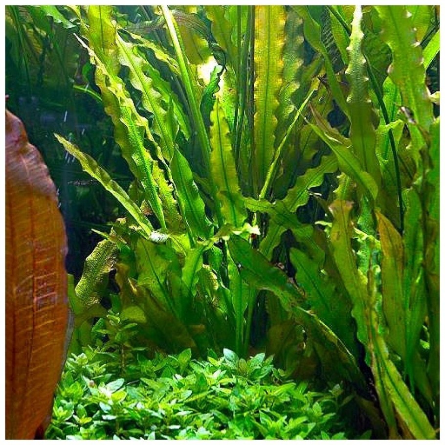 Апоногетон плавающий - Aponogeton Natans