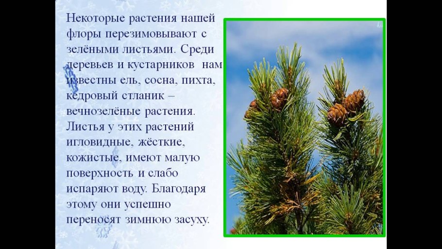 Туя пихта ель лиственница