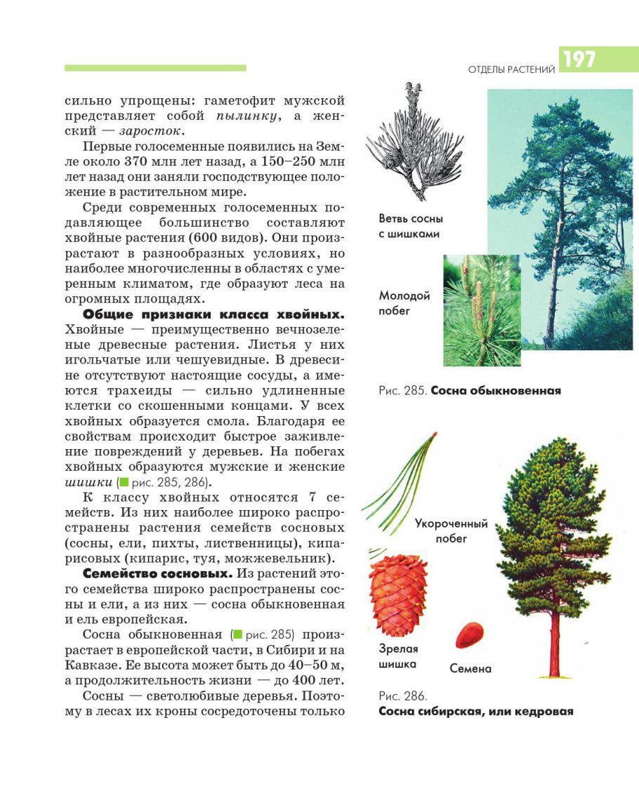 Семенные растения отдел Голосеменные растения
