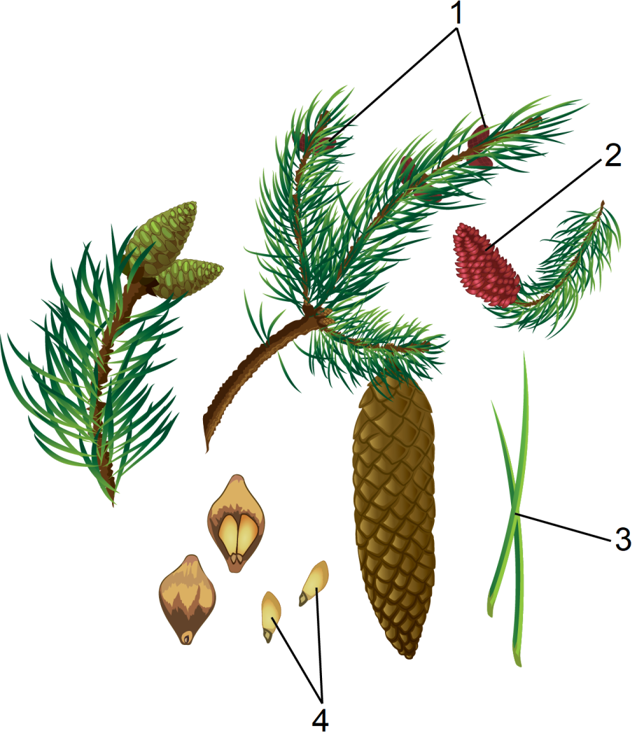 Строение побега сосны обыкновенной