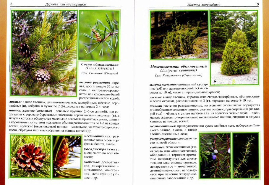 Цикл развития моховидных схема