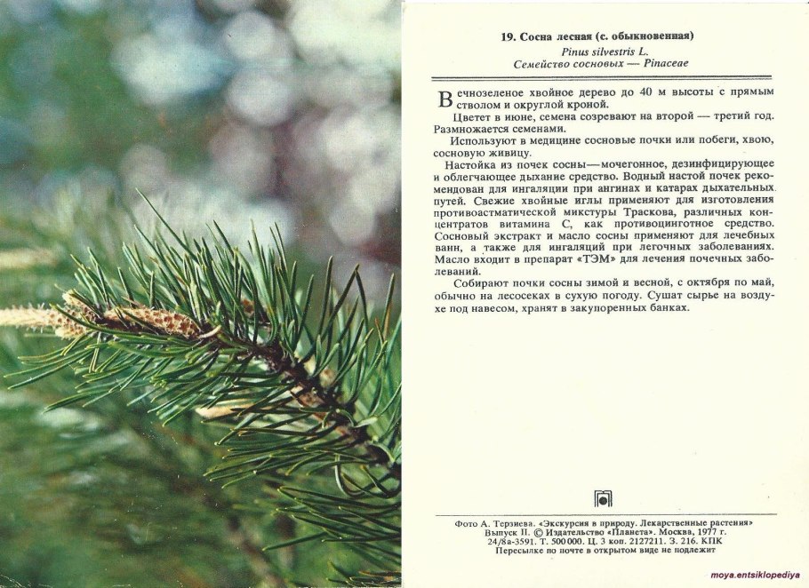 Лиственница Сибирская Larix sibirica