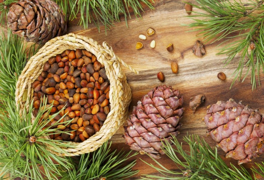 Сосна Лесная фитотерапия