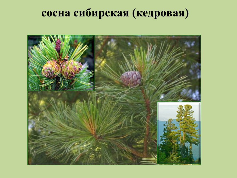 Хвоинки ели и сосны