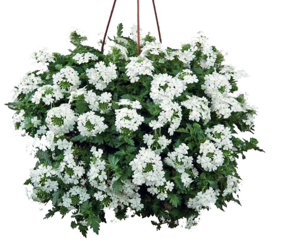 Вербена вегетативная ампельная