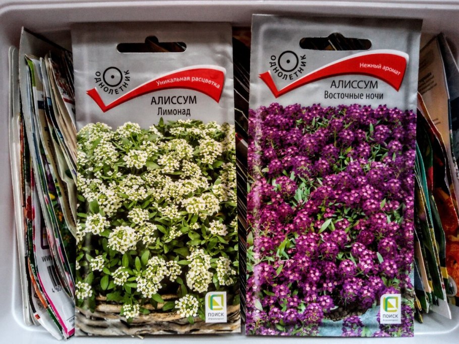 Диасция ампельная