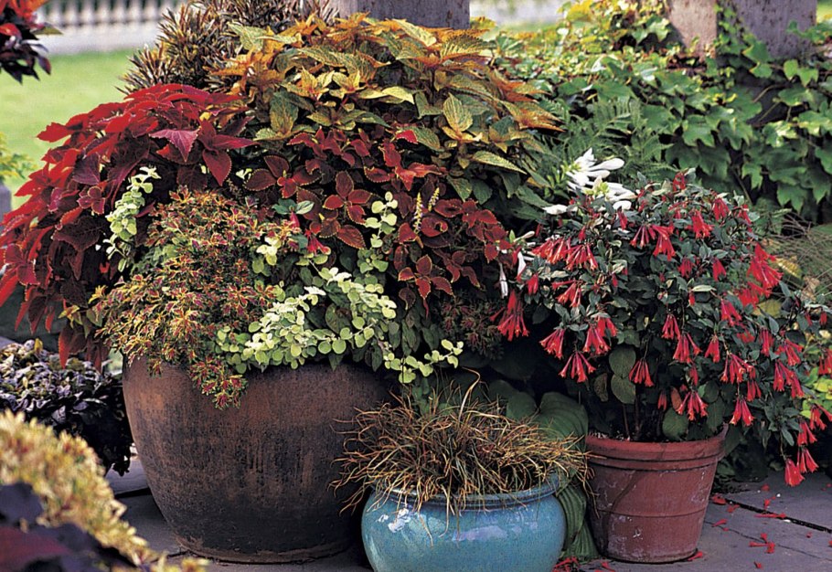 Вербена, Виола, фуксия