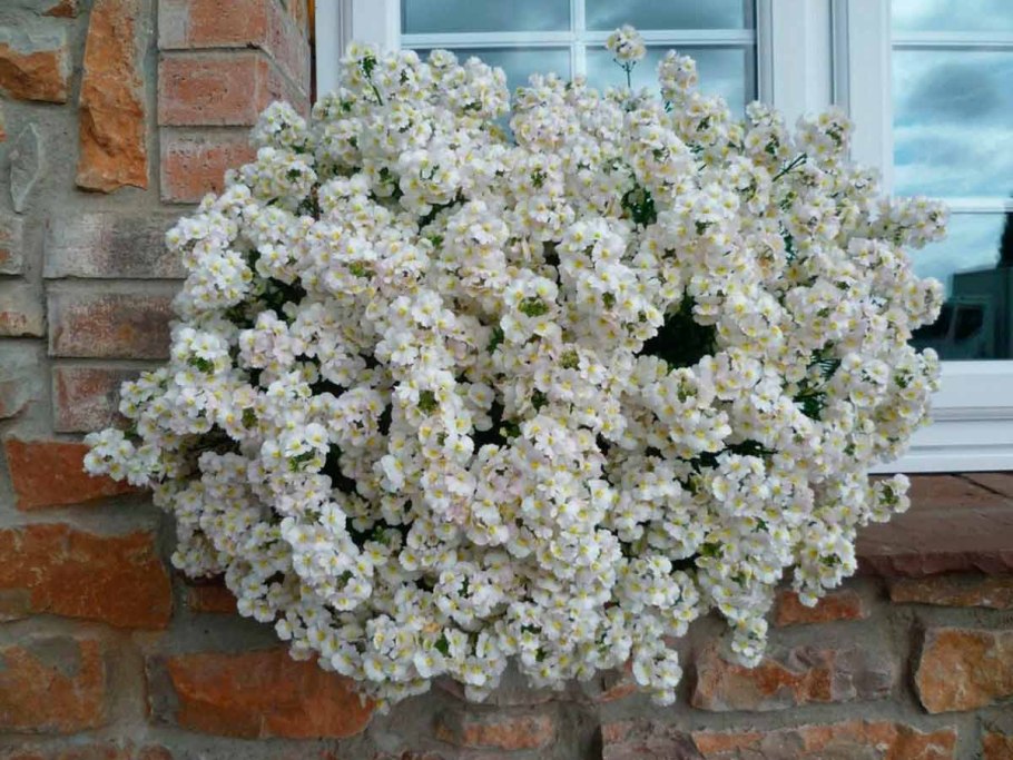 Композиции в вазонах