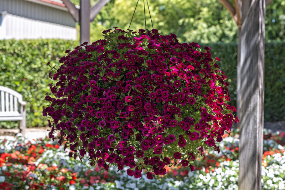 Сутера Бакопа