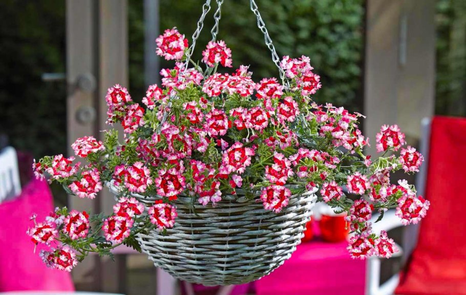 Вербена прекрасная ампельная