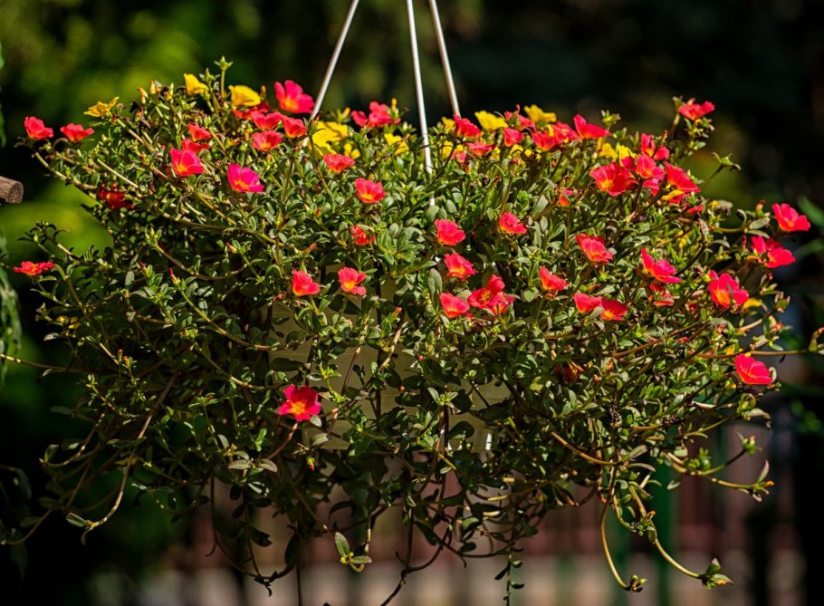 Портулак вегетативный ампельный