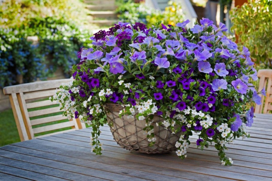 Бакопа с петунией