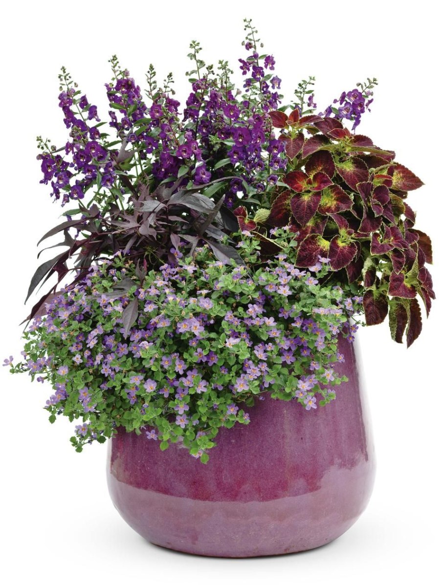 Колеус петуния алиссум