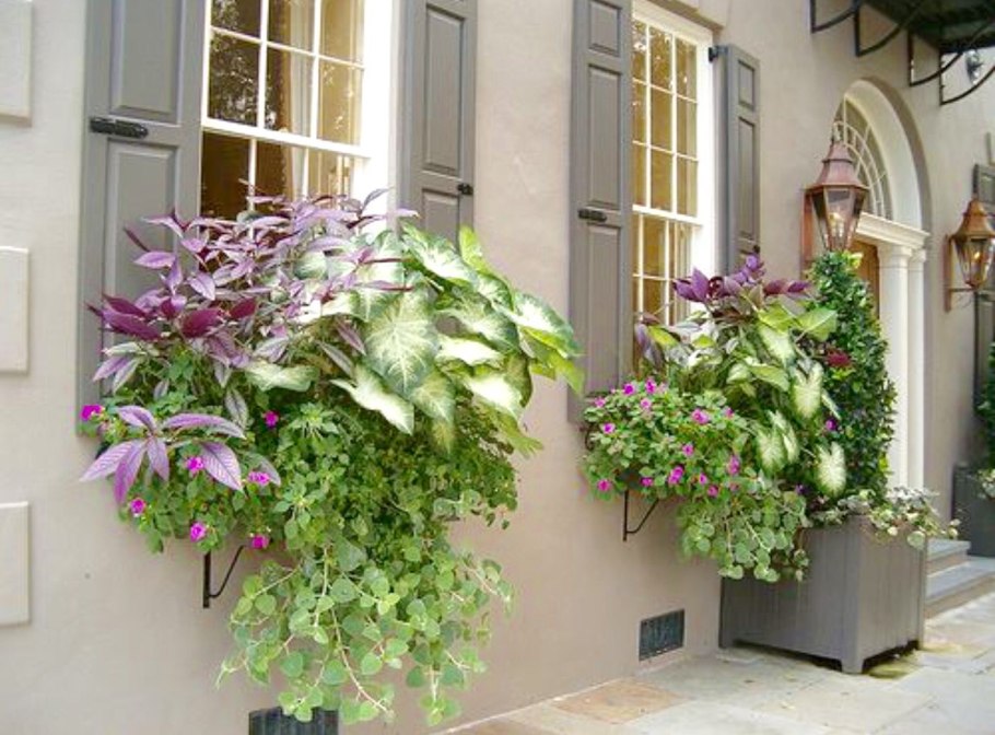 Череда ферулолистная биденс