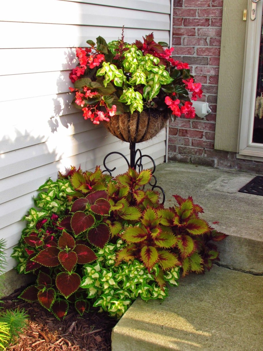 Вербена ампельная ипомея