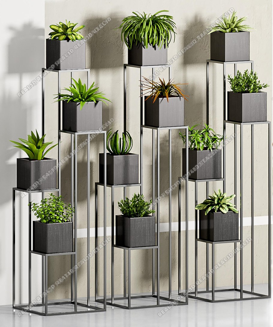 Колеус контейнерные