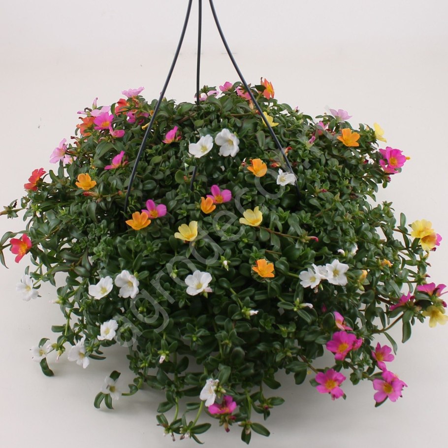 Портулак вегетативный ампельный