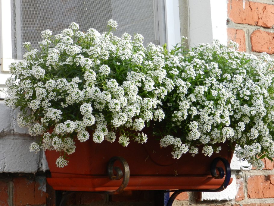 Подвесные композиции из комнатных цветов