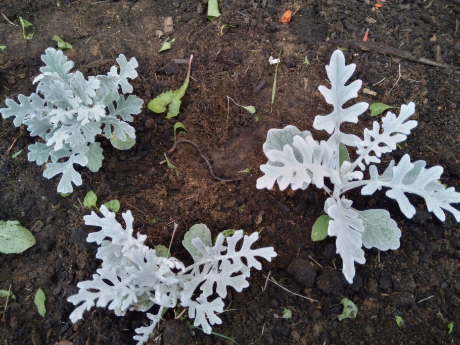 Цинерария серебристая размножение черенками