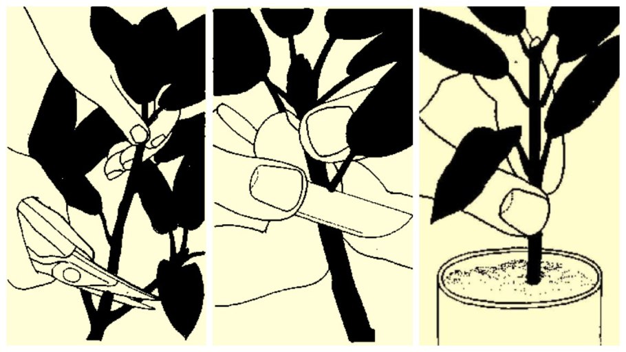 Цинерария молд