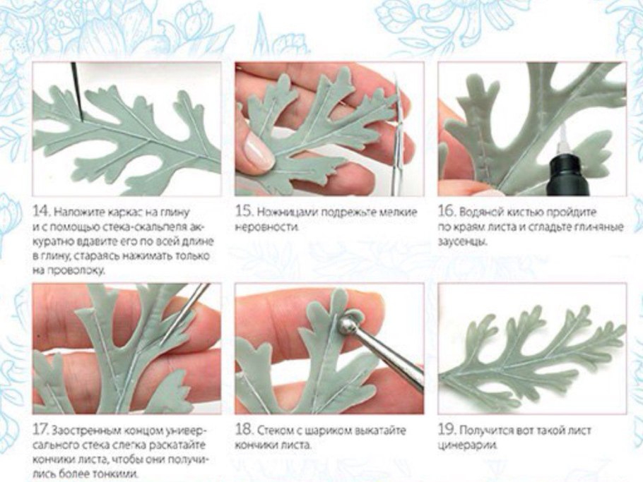 Цинерария черенкование