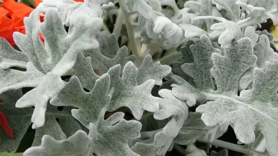 Цинерария крестовник пепельный