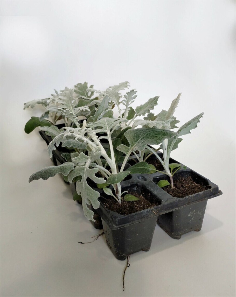 Цинерария черенкуем