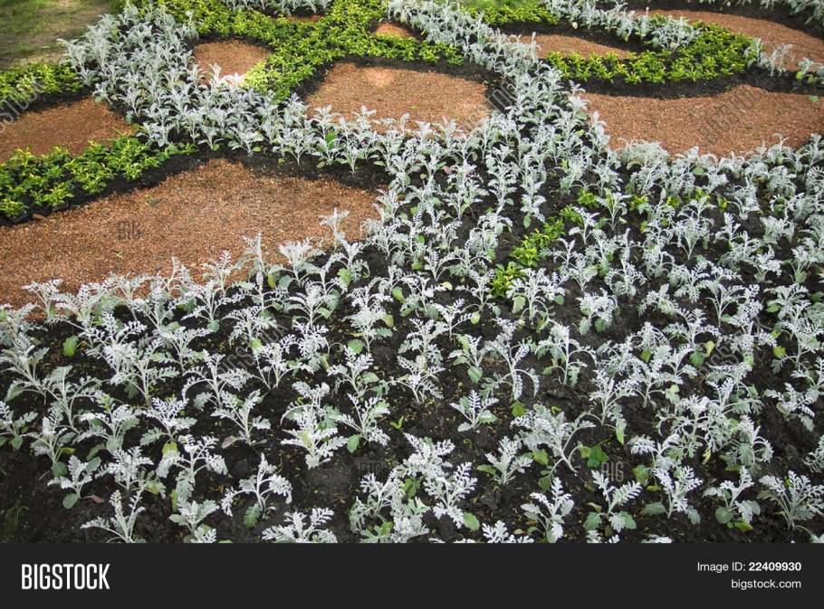 Цинерария серебристая Dusty Miller