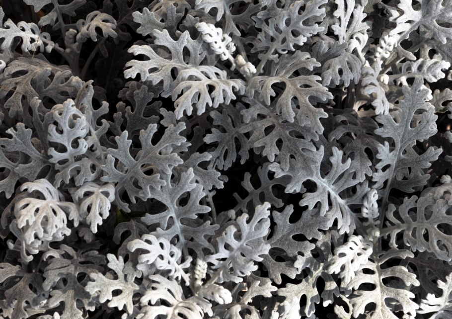 Сантолина Изумрудная